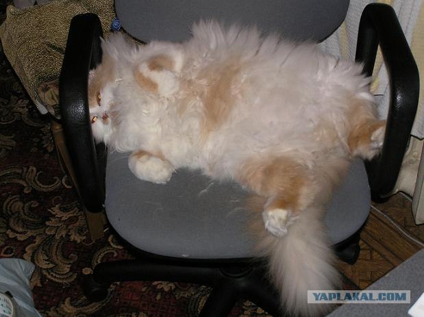 Первый котовторник июля