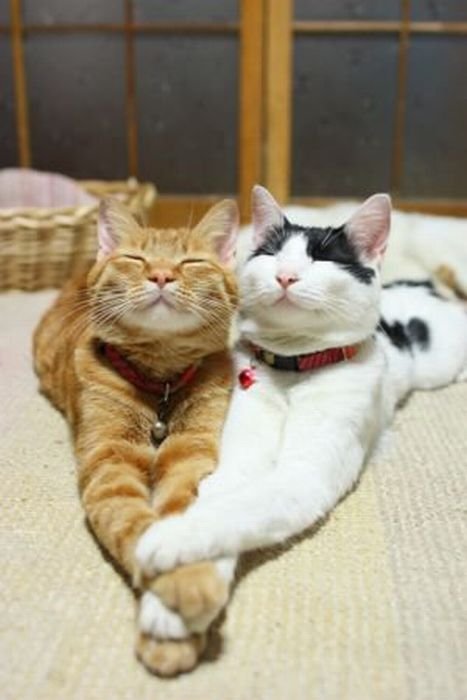 С котовторником !