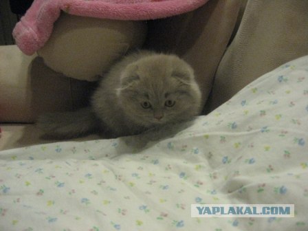 Котовторник (07.02.2012)
