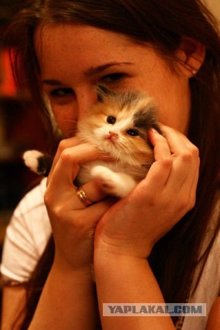 Котовторник 29.05.2012