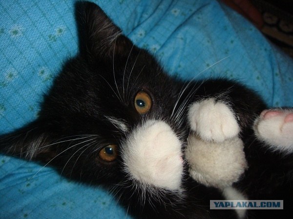 Котонянька и котовторник