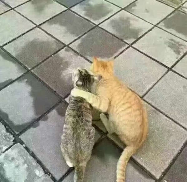 Забавные фото котеек