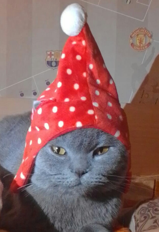 Коты, которые нас порадовали!