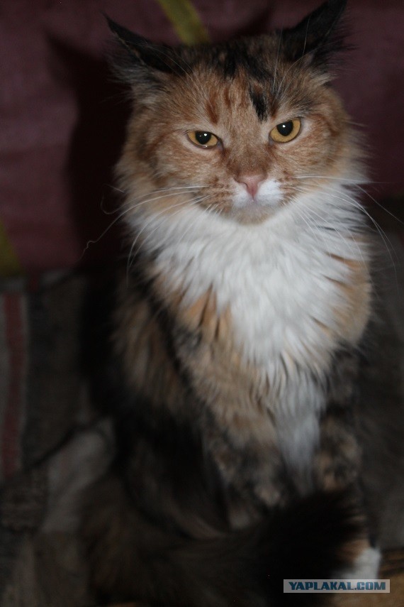 Жизнь домашнего приюта "Котоленд" 269