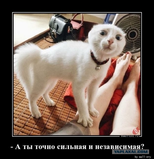 Кот Василий