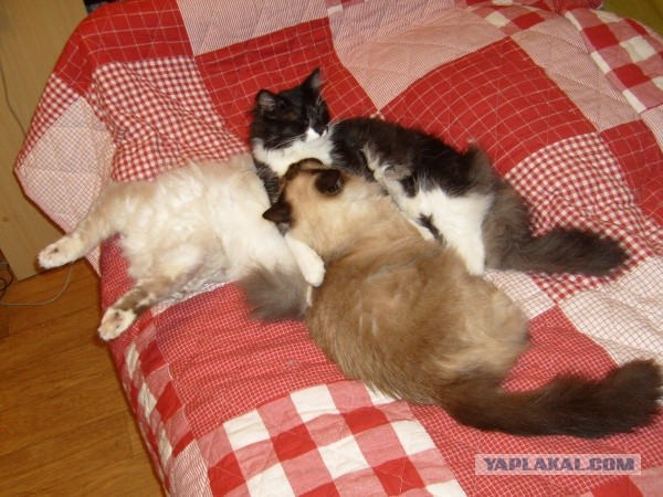 Котовторник 26.03.2013