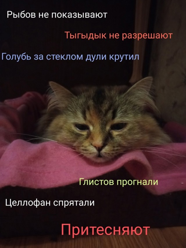 К котовторнику: подборка картинок-баянов с котиками и про котиков. Выпуск 13