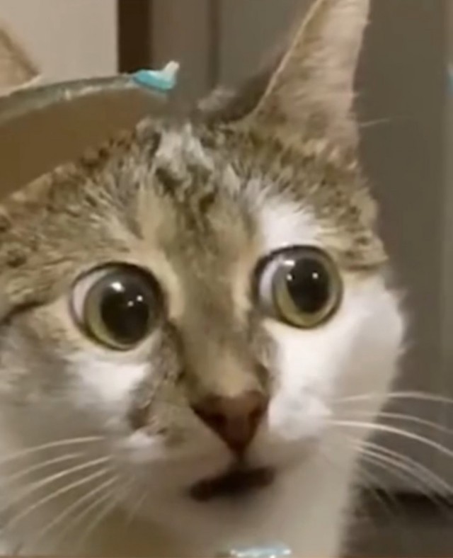 Забавные и интересные фото из Сети 23.04.26