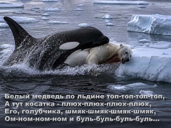 Акулы впадают в страх до полной неподвижности