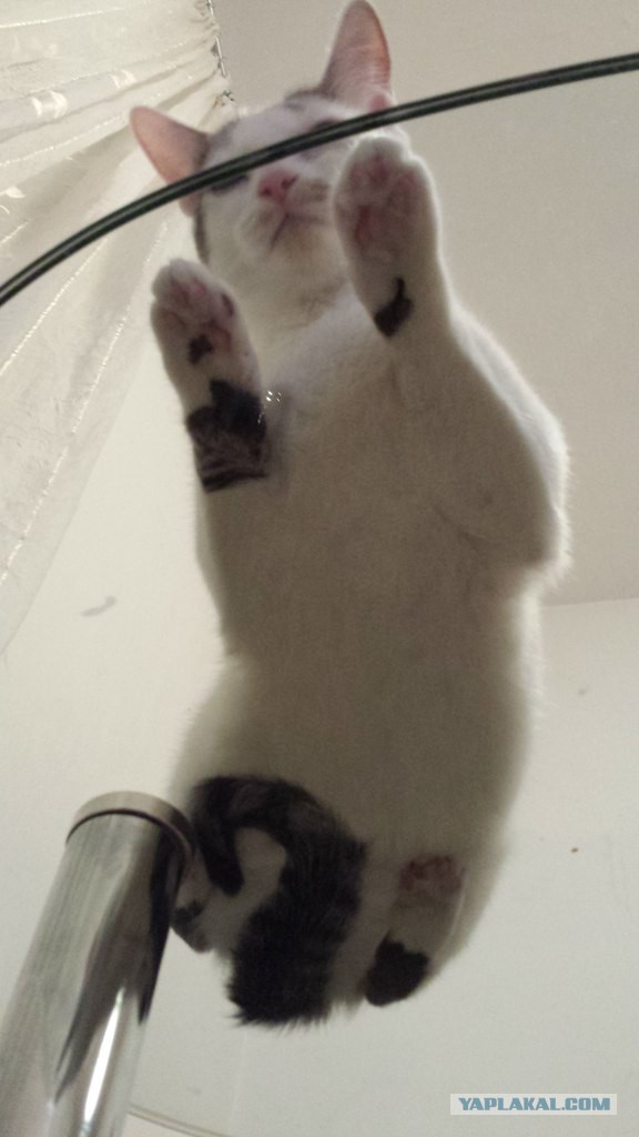 "Под Стеклом"