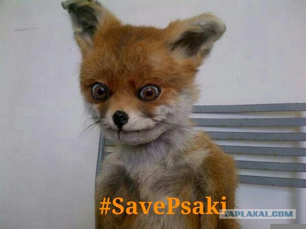 Псаки чуток