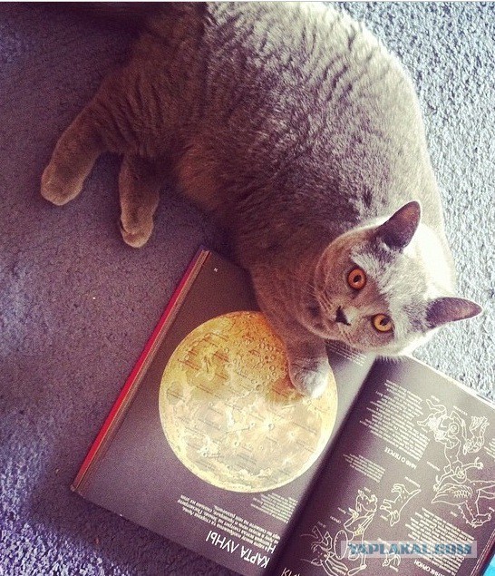 Котовторник 26.08.14.