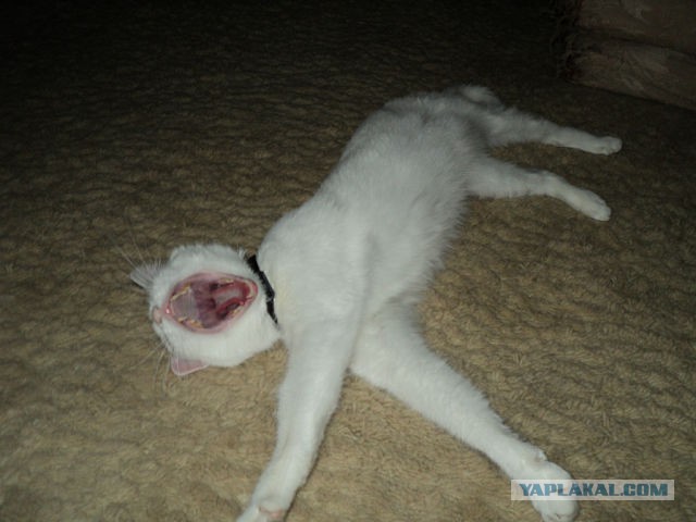 Котовторник 21.10.2014