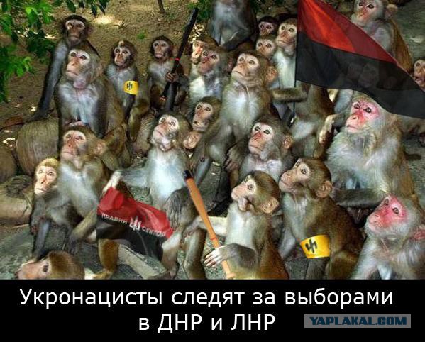 Реакция ЭТИХ на выборы в Новороссии