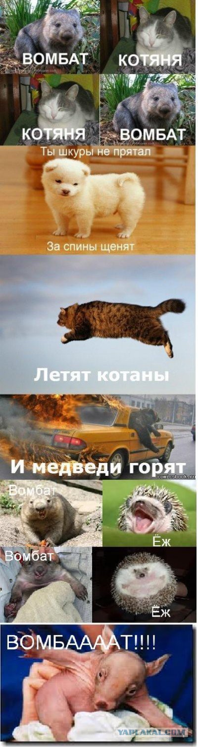 Самые страшные и смертоносные животные Австралии