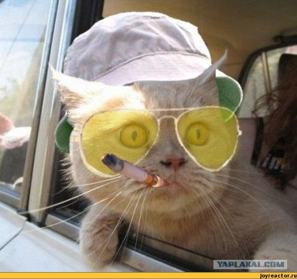 Допинг для ума: модафинил