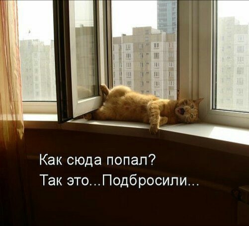 Прикольные картинки