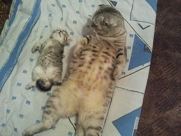 Спим в неожиданных местах и позах
