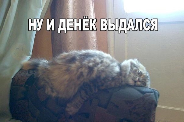 Прикольные животные