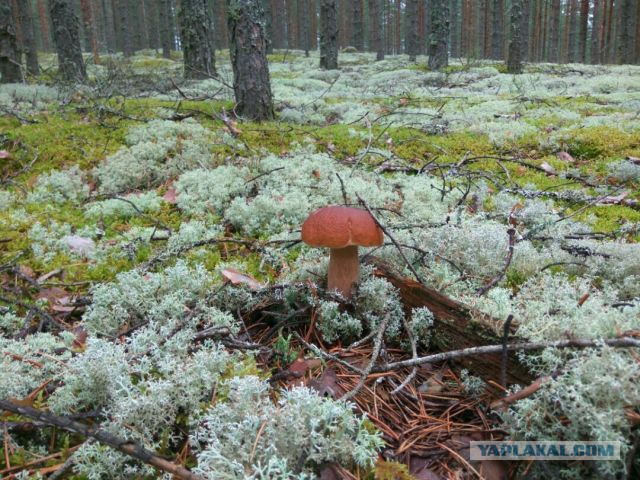 Поход за грибами 13.08.2016.