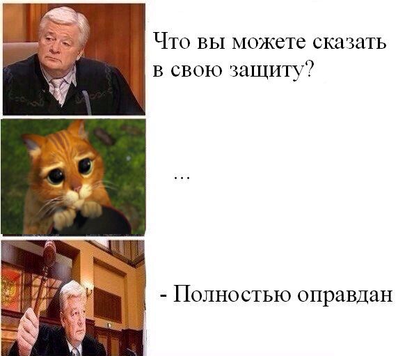 Котовторник. Понять и простить.