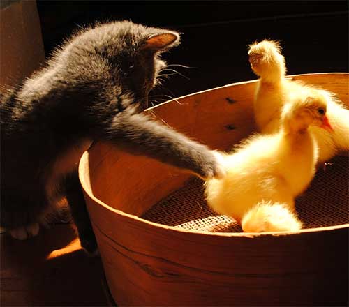Коты из сети