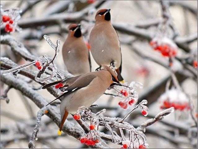 Самые смешные животные
