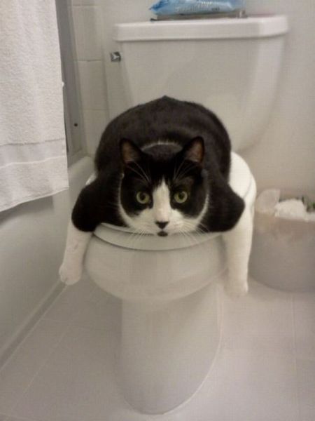 Коты и Кошки