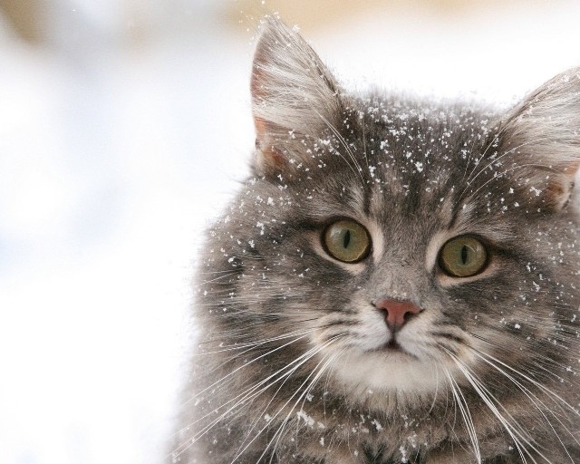 Коты и Кошки
