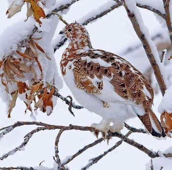Живность из сети