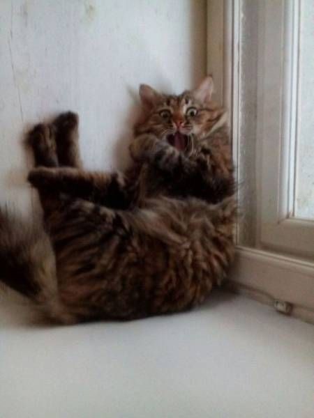 Коты и Кошки