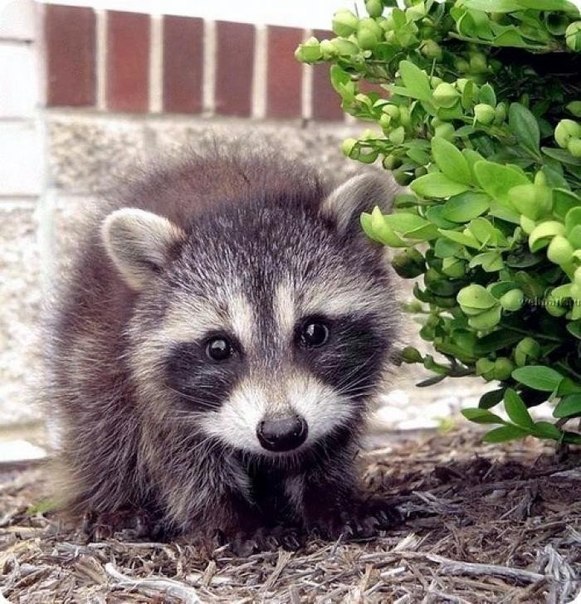 Живность из сети