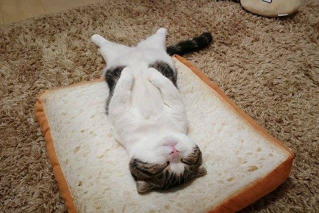 Коты и Кошки