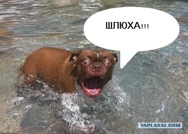 Жабельный собакен