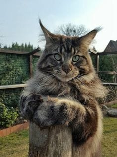 Котовторник  13.02.2018