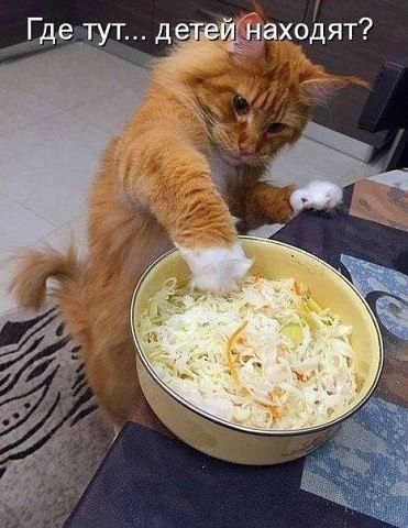 Фотобомбы котов
