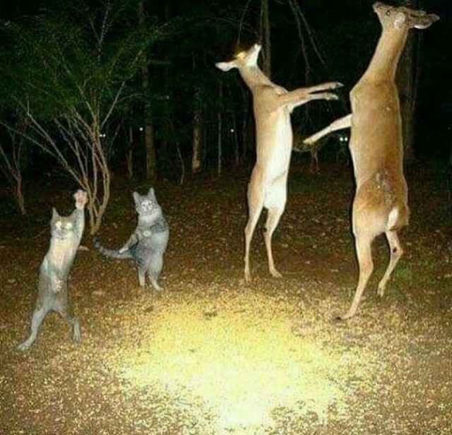 Бобтейл озверел