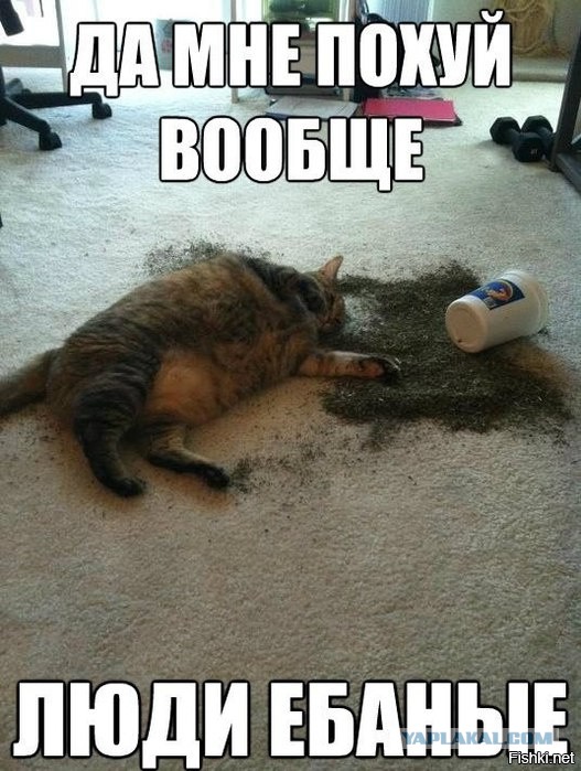 Пользователи сети поделились очередными доказательствами того, что коты — те ещё негодяи