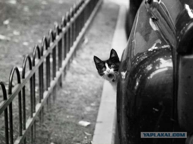 Кот без прикрас