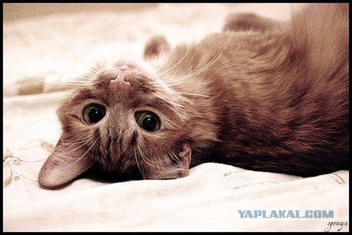 Даёшь Котовторник на ЯПе! (29.07.08)