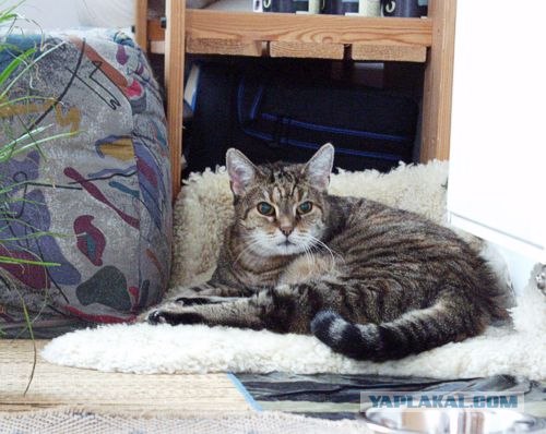 Котовторник (16.09.08)