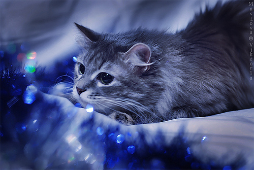 Новогодний КОТОВТОРНИК!
