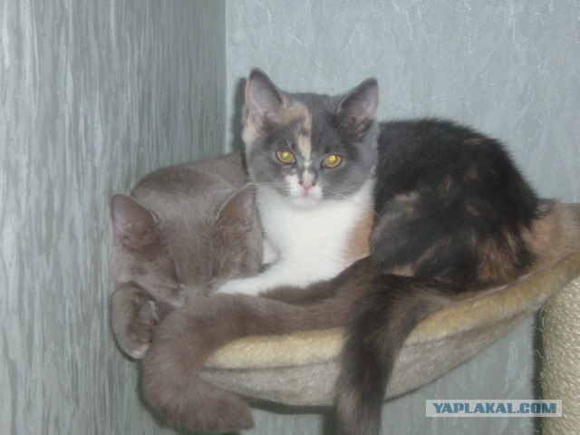 Котовторник на ферме (65 фот)