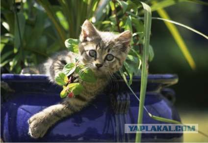 Котосреда (06.05.2009)