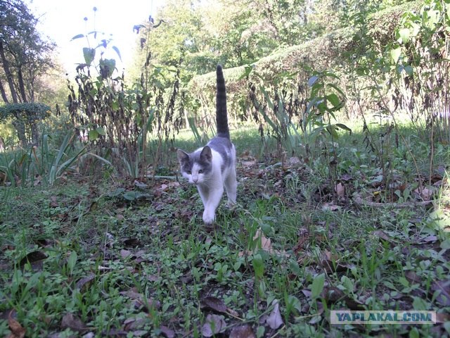 Первый котовторник июля