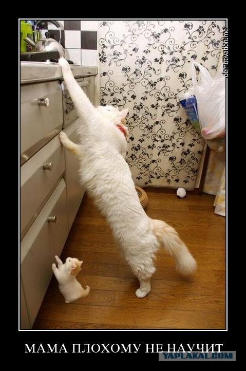 Котовторник!