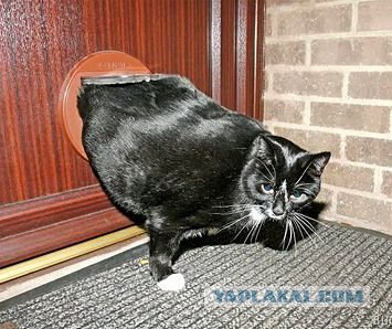 Самый высокий кот в мире!