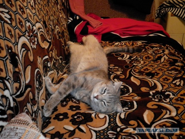 Котовторник 17 января