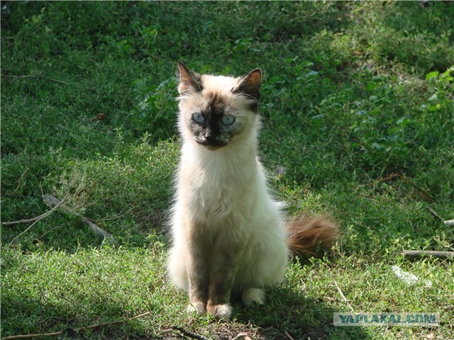 Котовторник 27.03.2012