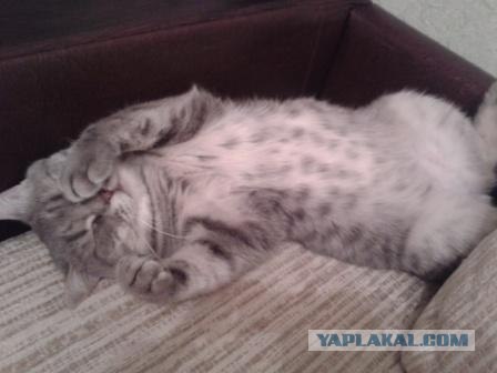 Котовторник  от 3.04.2012